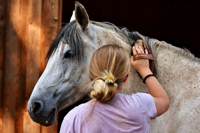 Horse Care and Stable Management course