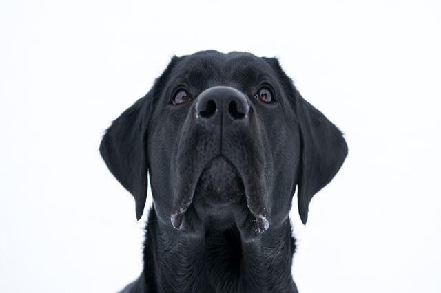 Animal Psychology course