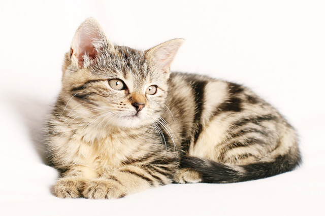 Feline Behaviour And Psychology course