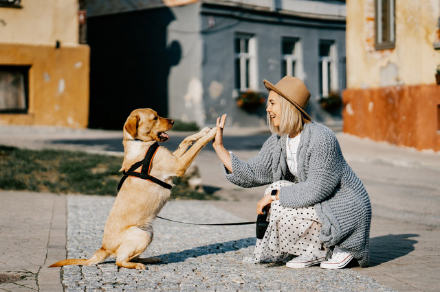 Canine Communication course