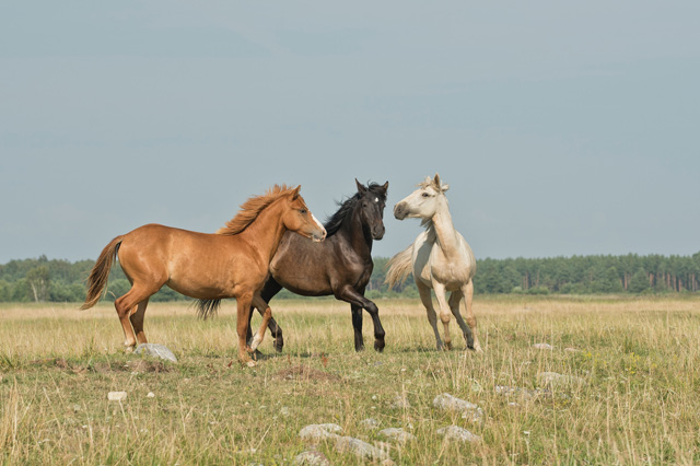 Equitation science course