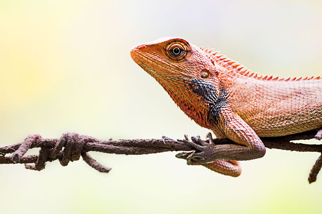 Herpetology course