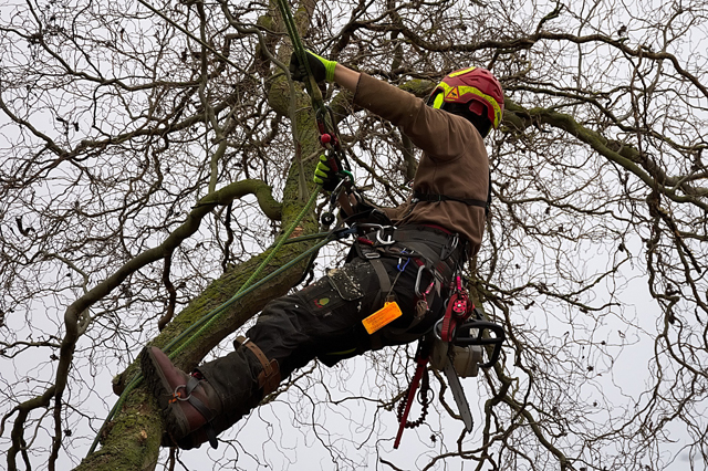 Arboriculture course
